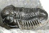 Two Detailed Gerastos Trilobite Fossils - Morocco #363955-3